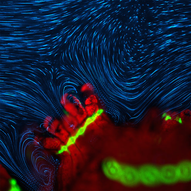 photos au miscroscope infiniment petit sciences small world nikon Photos au microscope _Douglas_Brumley_damicornis