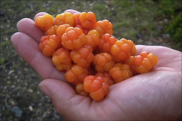 laponie, Laponie Suèdoise