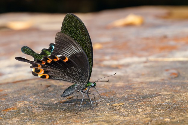 Il y a 30% moins de papillons dans les villes d'Île-de-France
