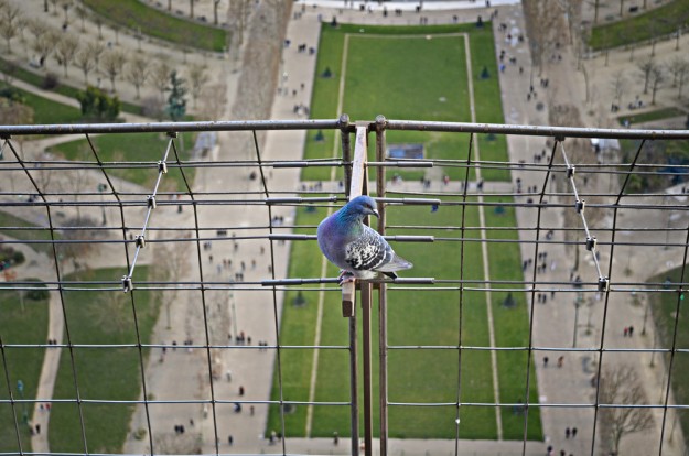 Les oiseaux ont diminué de 20% dans les villes d'Île-de-France