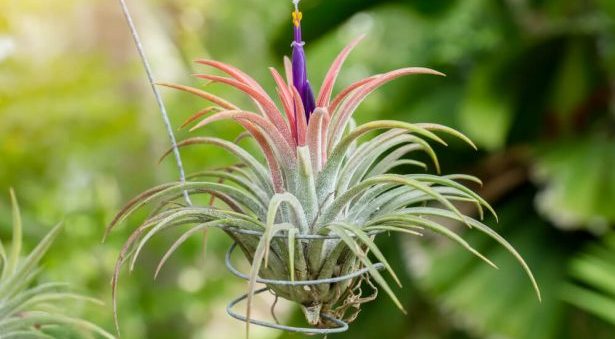 PLANDAIRE Tillandsia Tricolor IR Plante sans Terre Vivante - Tillandsias  Plantes Vraies - Plantes Interieur Naturelle Tillandsia Vraie Plante  Plantes