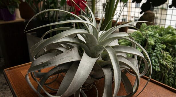 Tillandsia : cette mystérieuse plante sans racine