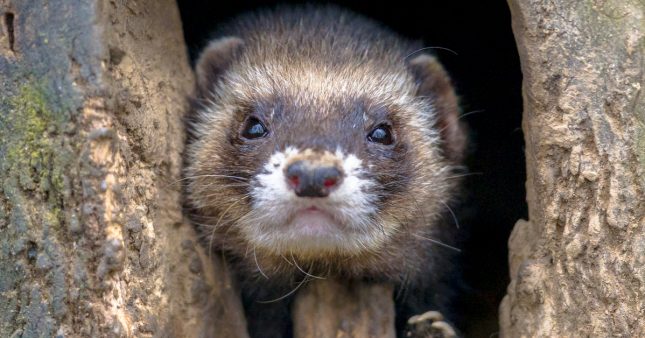 Dans La Famille Biodiversite Ordinaire Protegeons Le Putois Dans La Famille Biodiversite Ordinaire Protegeons Le Putois