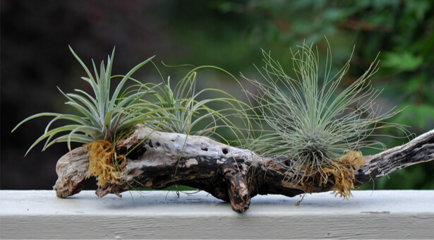 Tillandsia : cette mystérieuse plante sans racine