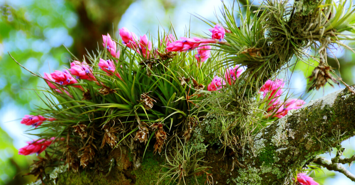 Tillandsia : cette mystérieuse plante sans racine