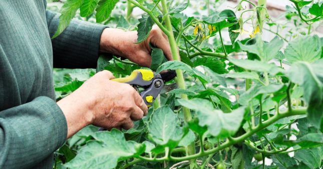 Taille Tomate Tous Les Conseils Pour Tailler Vos Pieds De Tomates