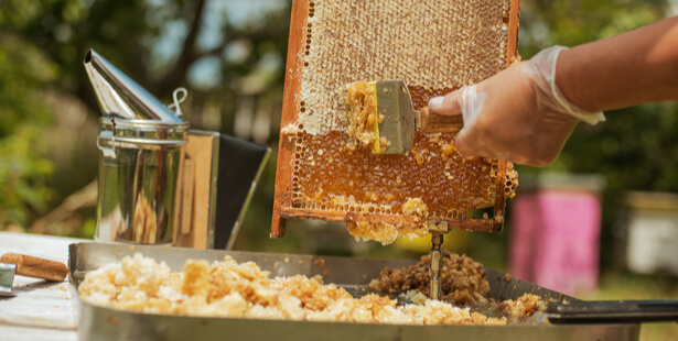 récolte de miel france