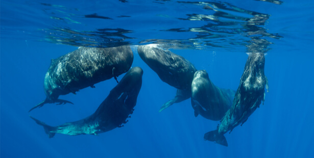 parler avec les baleines