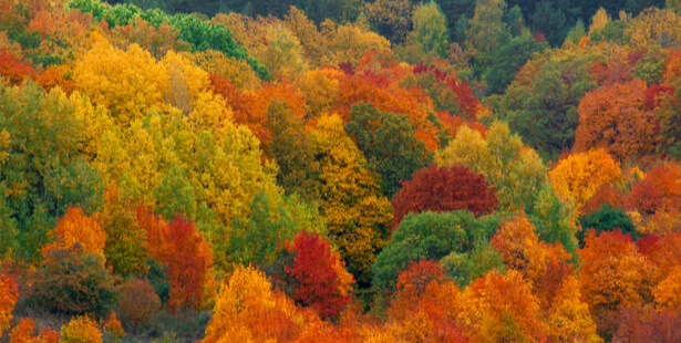 réchauffement climatique couleurs d'automne
