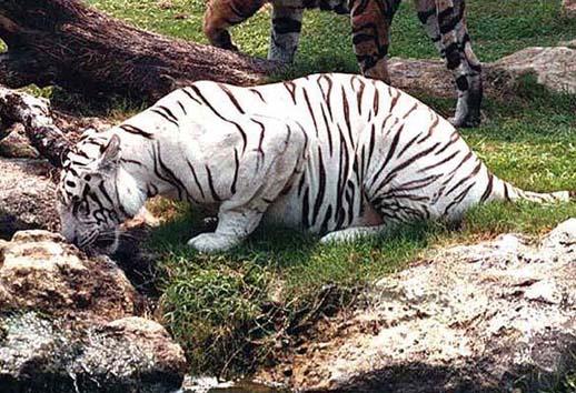 tigre en danger