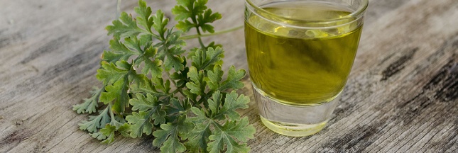 De l'absinthe dans le jardin contre les pucerons