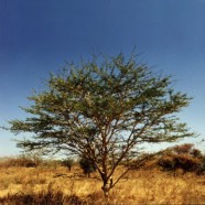 Developpement durable article