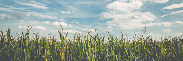 L'agriculture biologique, c'est quoi ? L'agriculture biologique, c'est quoi ?