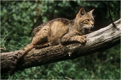 Chat sauvage introduit dans la faune indigène