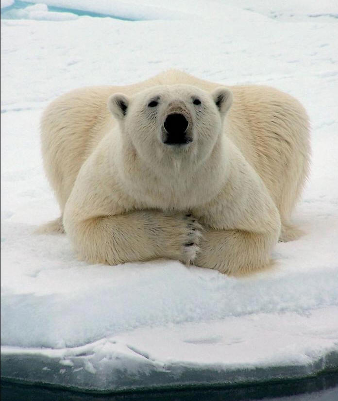 L'ours polaire, l'une des premières victimes du changement climatique