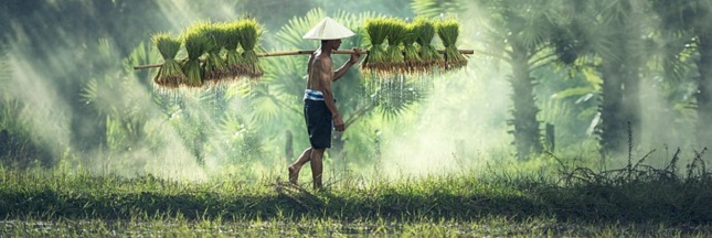 Le riz, un aliment universel