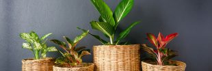 6 plantes dépolluantes vraiment efficaces pour votre intérieur