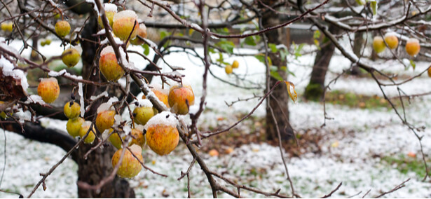 Quand le froid sourit aux fruits