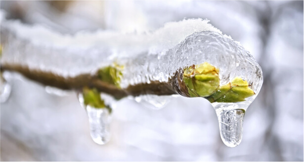 froid arbres fruitiers