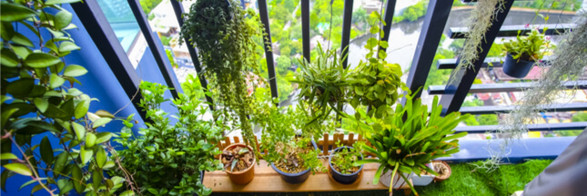 Permaculture sur son Balcon : 3 étapes pour relever le défi