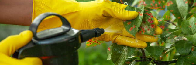 Jardiner malin avec un anti-pucerons naturel à l’ail