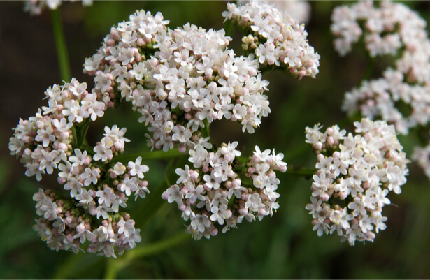 Plante antistress  soigner le stress par les plantes c'est possible