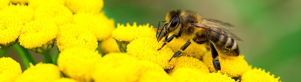 Les abeilles en danger