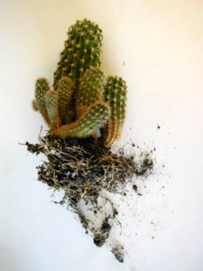 cactus-peyote
