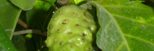 Le noni, stimulant immunitaire naturel