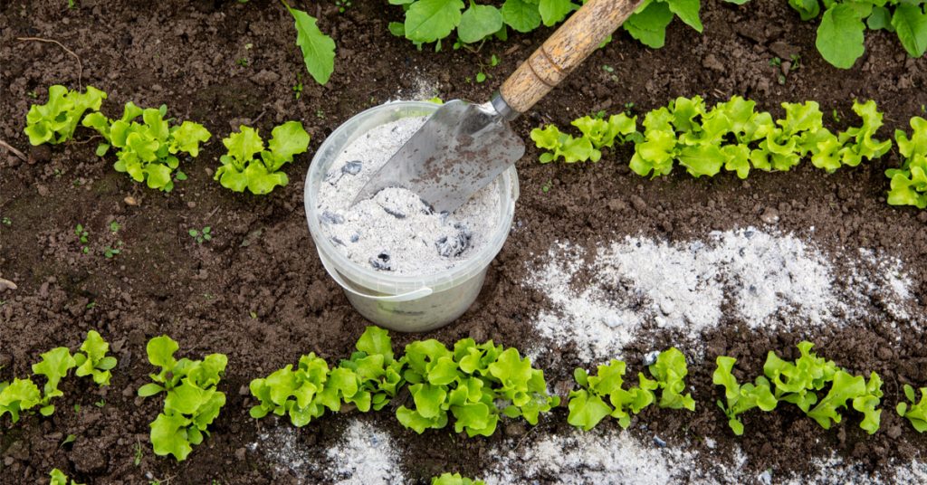 Offrez une deuxième vie aux cendres au jardin !