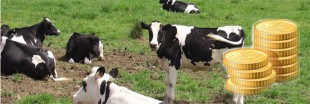 J'investis dans un troupeau de vaches