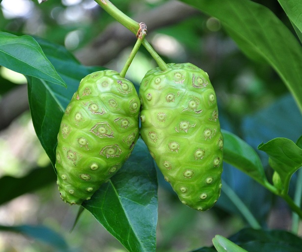 Le jus de noni pour renforcer votre système immunitaire Page 2