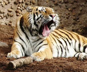 tigre-bengal