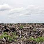 deforestation-massive