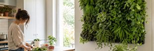 Mur végétal : quelles plantes choisir et comment l'installer ?
