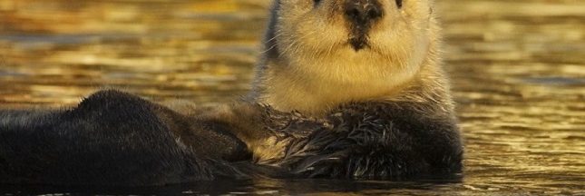 Insolite. Le Guiness des records des animaux !