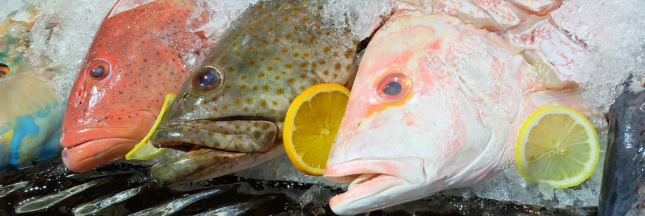 Mr Goodfish ou comment bien choisir son poisson ! Mr Goodfish ou comment bien choisir son poisson !