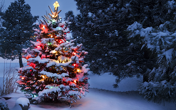 choisir un sapin de noël naturel