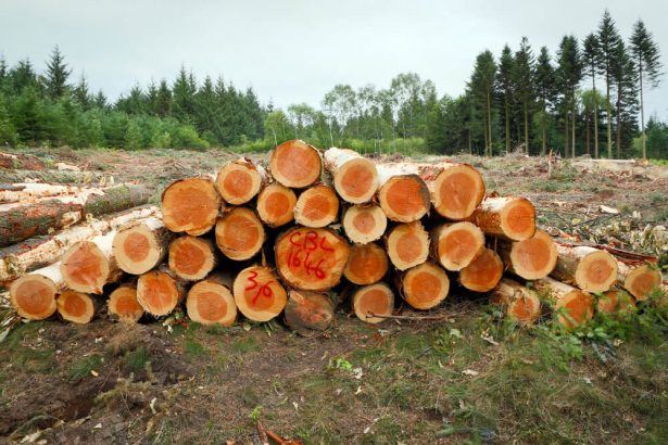 exploitation forestière, labels PEFC FSC