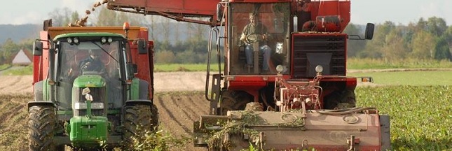 La chicorée française en route vers l’agriculture responsable