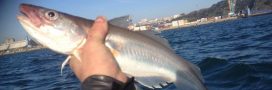 merlan, guide des poissons