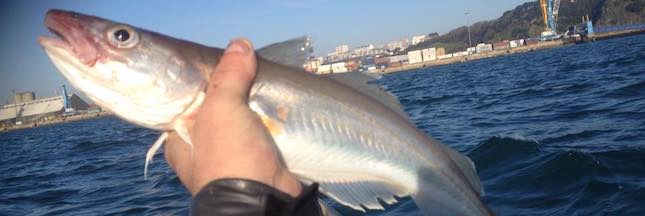 Le merlan, ce poisson que l’on peut acheter