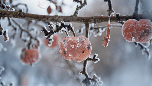 arbres fruitiers hiver 