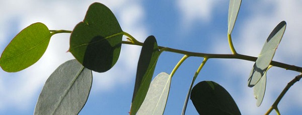 eucalyptus bienfaits