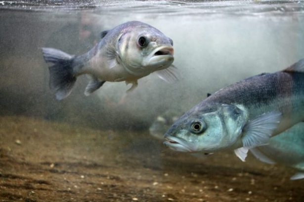 bar, poisson, pêche