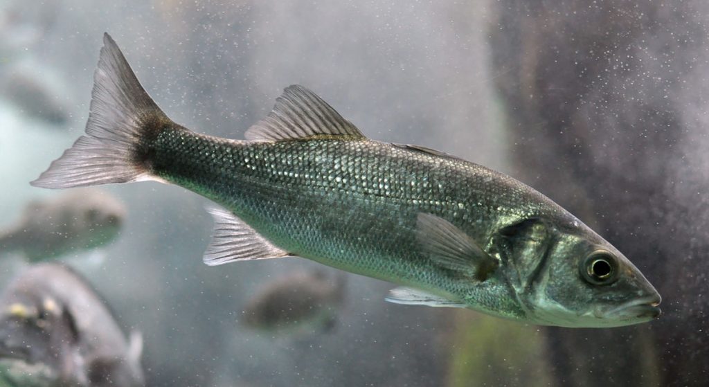 Le bar, un poisson mal barré ?