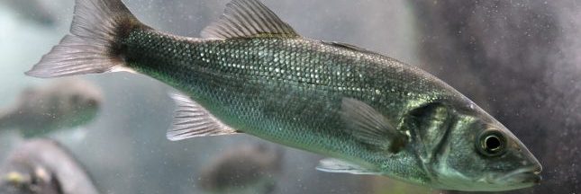 Le bar, un poisson mal barré ? Le bar, un poisson mal barré ?