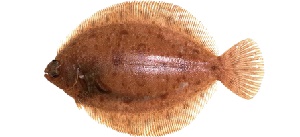 guide-d-achat-poisson-limande