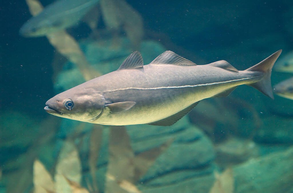 Un poisson de l’Atlantique que l’on peut acheter : le lieu noir