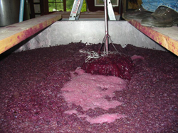 viticulture et vins